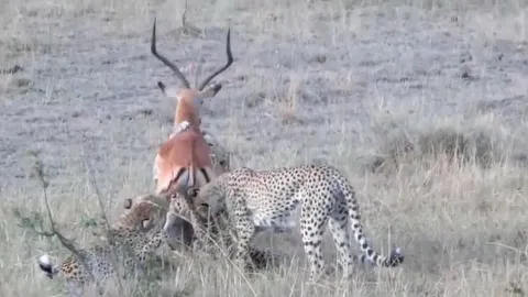 CLIP: Linh dương đơn độc đối đầu bốn báo săn, cái kết đầy bất ngờ ở phút chót