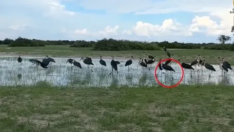 CLIP: Rắn hổ mang bị đàn cò khổng lồ bao vây – Pha xử lý thông minh đầy kịch tính