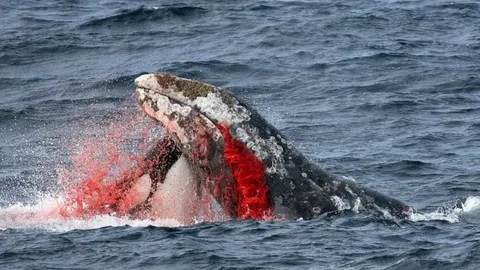CLIP: Bầy cá voi sát thủ phối hợp ăn ý, hạ sát cá voi lưng gù