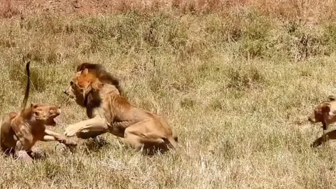 CLIP: Sư tử đơn độc thị uy sức mạnh, cướp mồi từ cả đàn sư tử