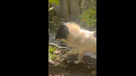 CLIP: Chú chó 3 chân dũng cảm đối đầu rắn hổ mang để bảo vệ chủ