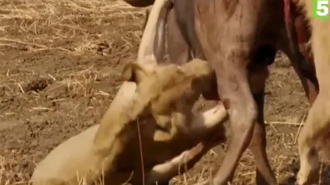 CLIP: Đang bị sư tử 'xẻ thịt', trâu rừng bất ngờ vùng dậy húc cho kẻ đi săn trọng thương