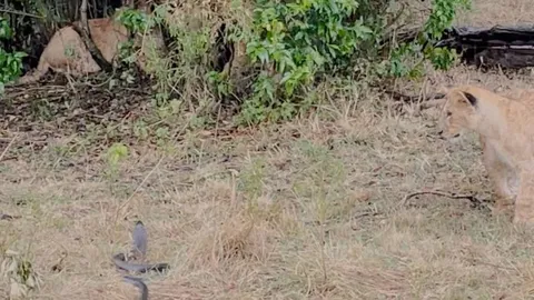 CLIP: Rắn hổ mang cực độc bò vào tận 'hang ổ', tấn công sư tử