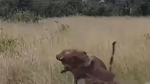 CLIP: Bị báo hoa mai tóm được, lợn rừng nỗ lực vùng vẫy thoát thân và cái kết