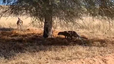 CLIP: Báo hoa mai lặng lẽ tiếp cận, hạ gục linh dương Impala trong chớp mắt