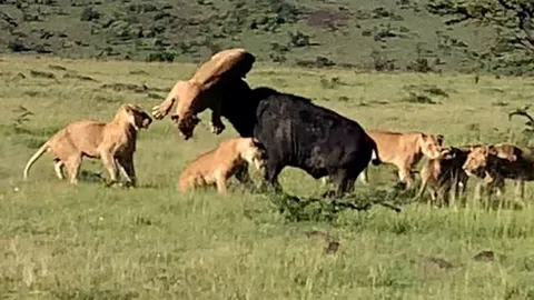 CLIP: Trâu rừng húc bay sư tử lên không trung nhưng vẫn phải nhận cái kết đắng chát