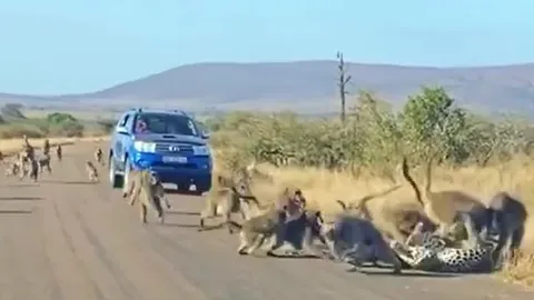 CLIP: 'Đi lạc' vào địa bàn của đàn khỉ đầu chó, báo hoa mai bị 'tẩn' cho 'ra bã'