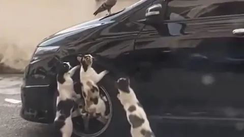 CLIP: 'Rủ nhau' đi săn chim bồ câu, 3 con mèo nhận cái kết 'muối mặt'