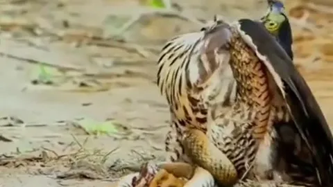 CLIP: Liều mình vuốt ve rắn hổ mang mới nở, người phụ nữ nhận cái kết khó tin