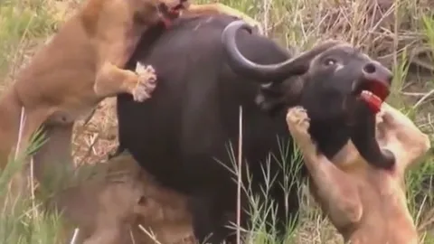 CLIP: Đi săn trâu rừng, sư tử bị con mồi húc thủng nách nhưng cái kết mới gây chú ý