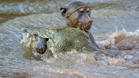 CLIP: Cá sấu ẩn nấp tài tình, đoạt mạng khỉ đầu chó trong nháy mắt