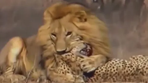 CLIP: Rơi vào tầm ngắm của sư tử, báo săn nhận cái kết bi thảm