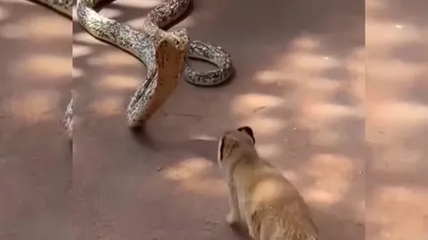 CLIP: Màn đối đầu kịch liệt giữa rắn hổ mang với cầy mangut, cái kết đầy bất ngờ