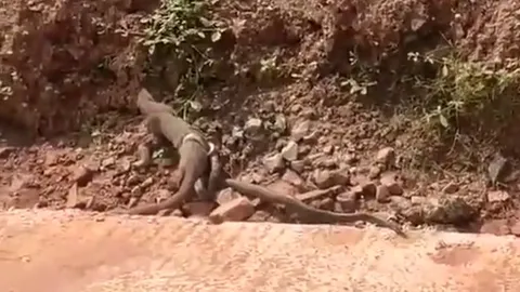 CLIP: Kẻ đi săn trở thành kẻ bị săn, cầy mangut trả giá đắt khi chọn nhầm con mồi