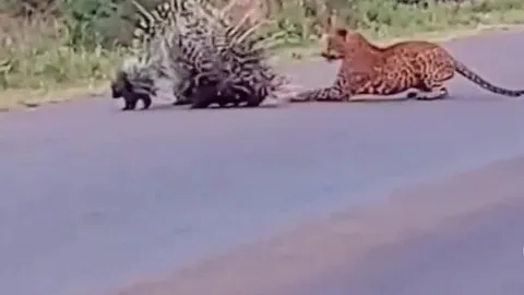 CLIP: Cuộc chiến bảo vệ con, nhím bố mẹ dũng cảm đối đầu báo đốm