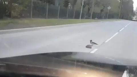 CLIP: Chú quạ tốt bụng giúp nhím băng qua đường theo cách không ai ngờ tới