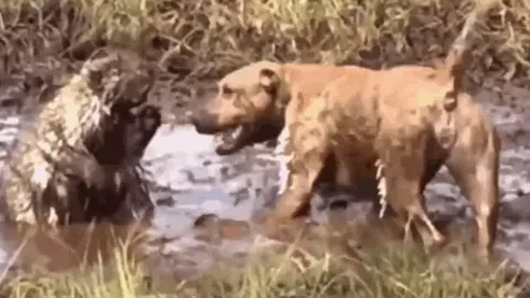 CLIP: Pitbull và trận chiến đau đớn với nhím trong vũng bùn