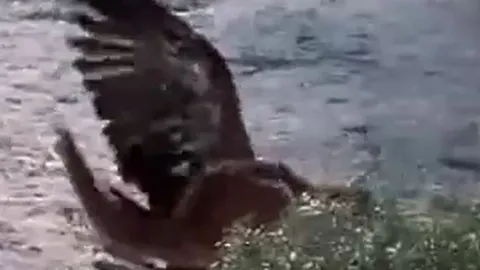 CLIP: Vừa săn được thỏ, đại bàng lại biến thành con mồi của báo sư tử