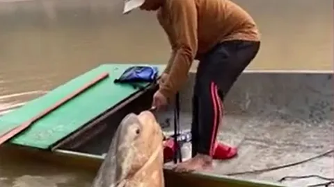CLIP: Người đàn ông câu được con cá khổng lồ nặng 135kg