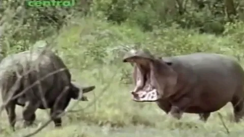 CLIP: Cà khịa hà mã, trâu rừng suýt bị đối thủ ngoạm nát đầu