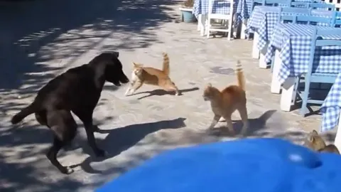 CLIP: Chó nhà bị 3 con mèo 'đánh hội đồng' và cái kết