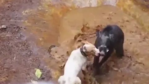 CLIP: Nghẹt thở trước màn tử chiến của chó Pitbull và lợn rừng