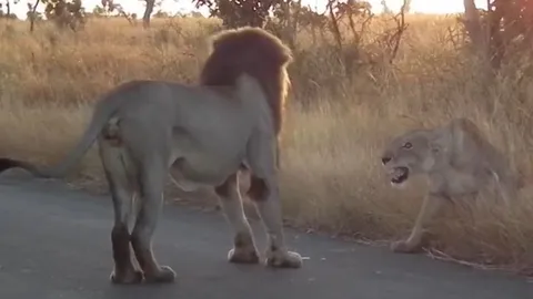 CLIP: Sư tử cái dở thói đanh đá khiến sư tử đực khiếp vía