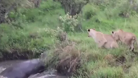 CLIP: Trêu chọc hà mã, đàn sư tử bị đuổi cho 'chạy té khói'