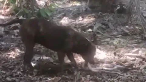 CLIP: Chó Pitbull dũng cảm chiến đấu với rắn hổ mang 'khủng' để bảo vệ chủ rồi 'rủ' kẻ thù cùng đồng quy vu tận