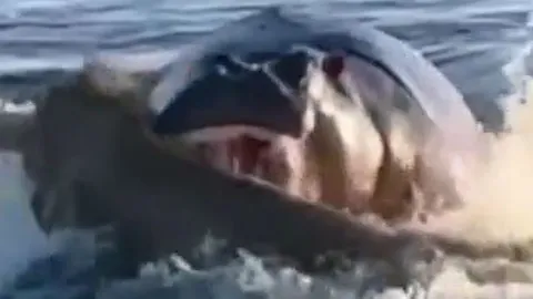 CLIP: Đang bơi qua sông, sư tử bị hà mã tập kích bất ngờ và cái kết 'thót tim'