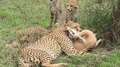 CLIP: Mãn nhãn trước màn săn linh dương thần tốc của báo