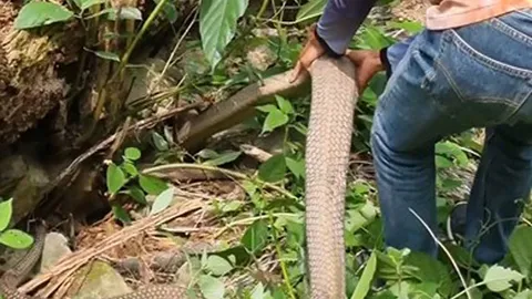 CLIP: Rùng mình trước cảnh 2 người đàn ông dùng tay bắn rắn khổng lồ