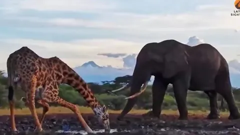 CLIP: Hươu cao cổ bị voi 'tẩn' cho nhừ tử vì 'cố đấm ăn xôi'