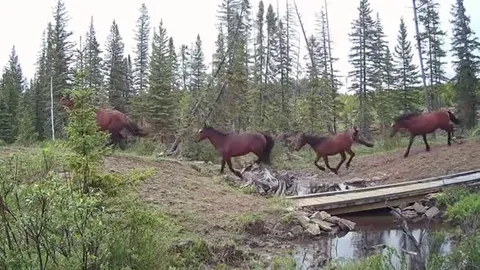 CLIP: Đàn ngựa hoang bỏ chạy tán loạn vì bị gấu xám truy sát