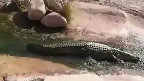 CLIP: Phì cười trước khoảnh khắc cá sấu chơi trượt nước như người