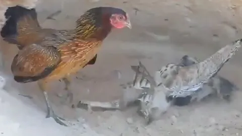 CLIP: Bị diều hâu tập kích bất ngờ, gà mẹ liên tục 'tung cước' khiến đối thủ bẽ mặt