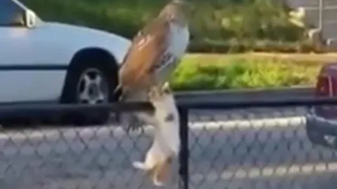 CLIP: Bị diều hâu tóm được, mèo nhà cố thủ ở hàng rào sắt và cái kết khó tin