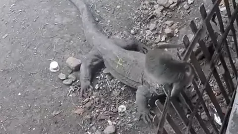 CLIP: Leo lên hàng rào, khỉ con vẫn khị rồng Komodo kéo xuống rồi thi nhau mukbang