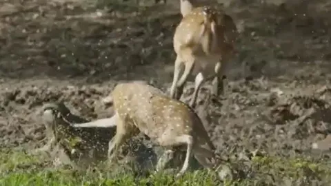 CLIP: Cá sấu ẩn nấp tài tình, hạ sát nai trong chớp mắt