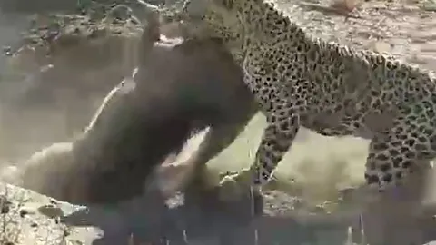 CLIP: Núp trong hang, lợn bướu vẫn bị báo hoa mai đào đất lôi ra rồi xử tử