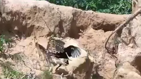 CLIP: Đi săn gà con, đại bàng bị phụ huynh con mồi đánh cho tả tơi