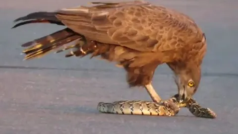 CLIP: Đụng độ 'cỗ quan tài sống', đại bàng dễ dàng khống chế và xé xác đối thủ