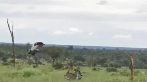 CLIP: Đụng độ, diều ăn rắn và chim ô tác lao vào đánh nhau túi bụi