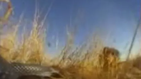 CLIP: Bị rắn hổ mang phun nọc độc, sư tử bỏ chạy thục mạng nhưng cái kết mới sốc