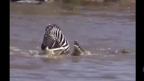 CLIP: Ngựa vằn phản công cá sấu, cái kết khiến người xem sửng sốt