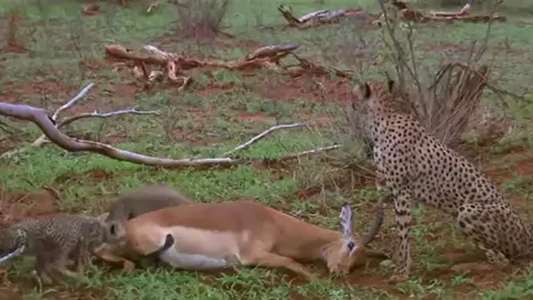 CLIP: Bị mẹ con báo săn tóm được, linh dương Impala 'đi nước cờ hiểm', thành công đánh lừa kẻ thù chạy thoát thân