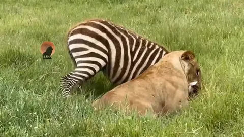 CLIP: Ngựa vằn dũng cảm tấn công sư tử để cứu đồng loại và cái kết bất ngờ