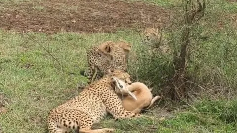 CLIP: Sát thủ thảo nguyên hạ gục linh dương trong chớp mắt