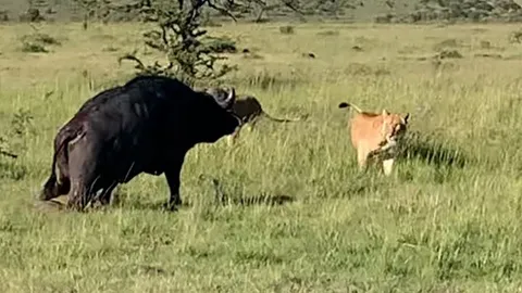CLIP: Trâu rừng gãy chân bị bầy sư tử 'đánh hội đồng' không thương tiếc