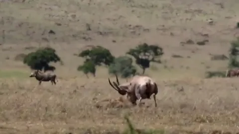 CLIP: Linh dương mẹ quyết chiến với linh cẩu để cứu con non, kết quả bất ngờ